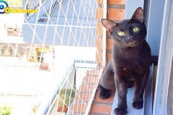 Siatki Miechów - Siatki na balkon - zabezpieczenie dzieci i kotów na balkonie dla terenów Miechowa