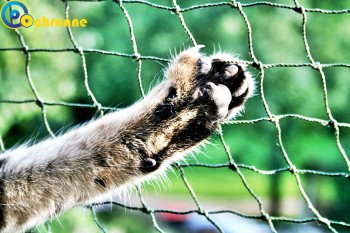 Siatki Miechów - Siatki na balkon - zabezpieczenie dzieci i kotów na balkonie dla terenów Miechowa